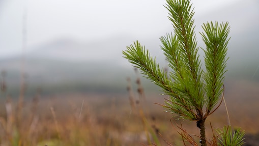 Cadru natural cu vârful unui brad proiectat pe un fundal muntos