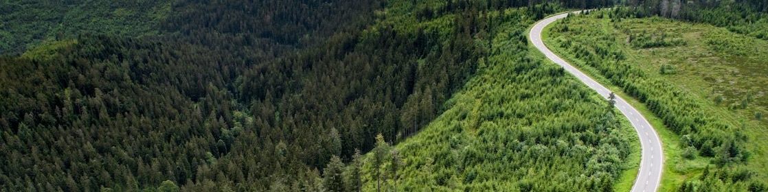Road through forest