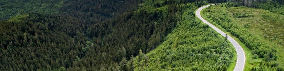 Road through forest