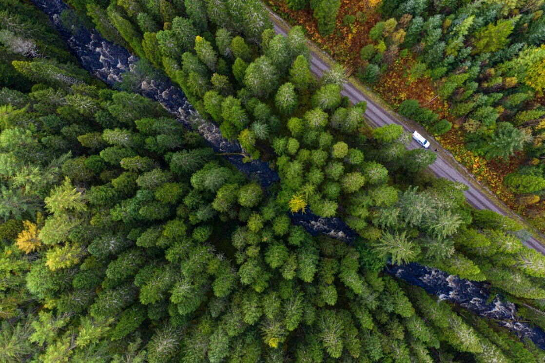 Road through forest