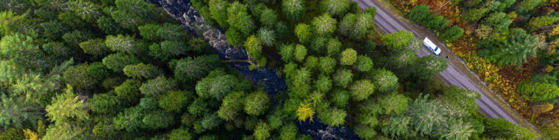 Road through forest